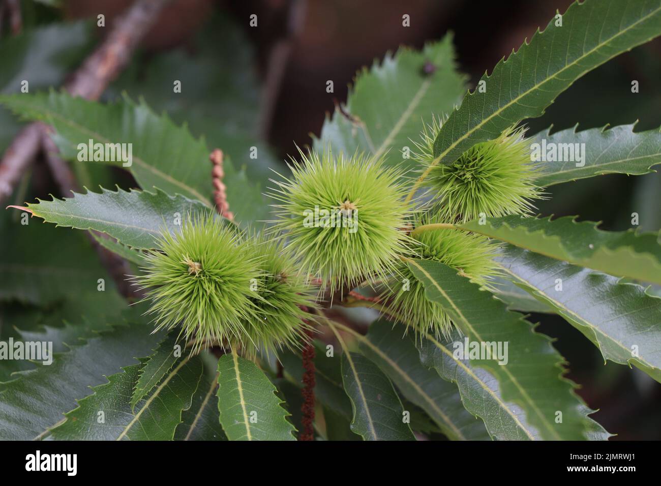 Mühle Castanea sativa. Süßer Kastanienbaum. Zweig der spanischen Kastanie Stockfoto