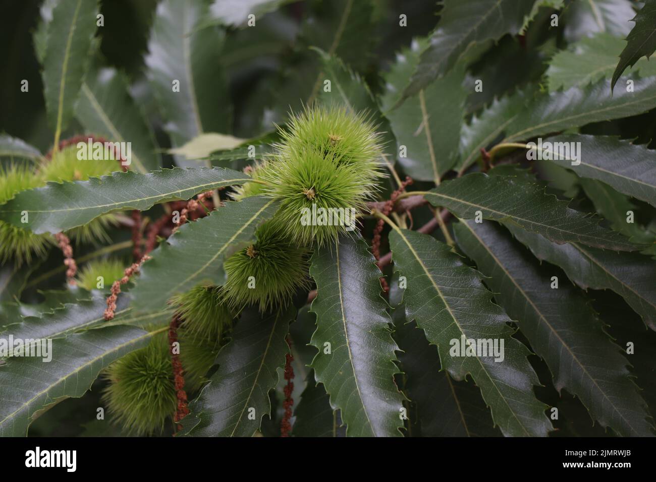 Mühle Castanea sativa. Süßer Kastanienbaum. Zweig der spanischen Kastanie Stockfoto