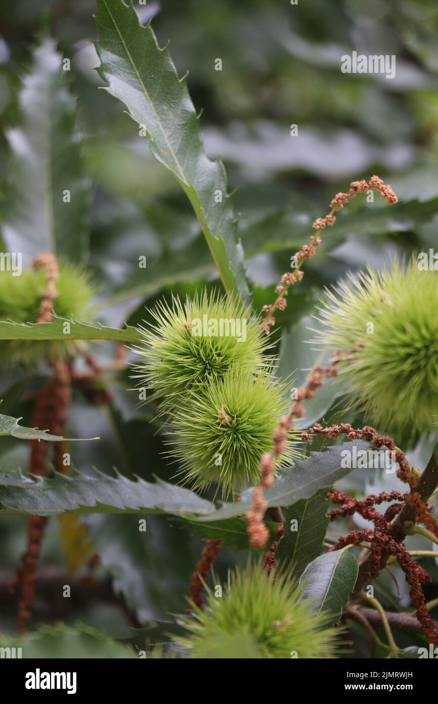 Mühle Castanea sativa. Süßer Kastanienbaum. Zweig der spanischen Kastanie Stockfoto