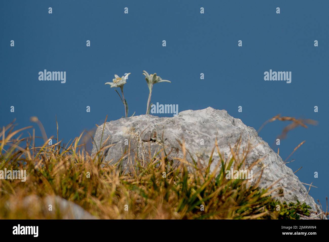 Rovetta italien 07/31/2022Edelweiss blüht in den hohen Bergen Stockfoto