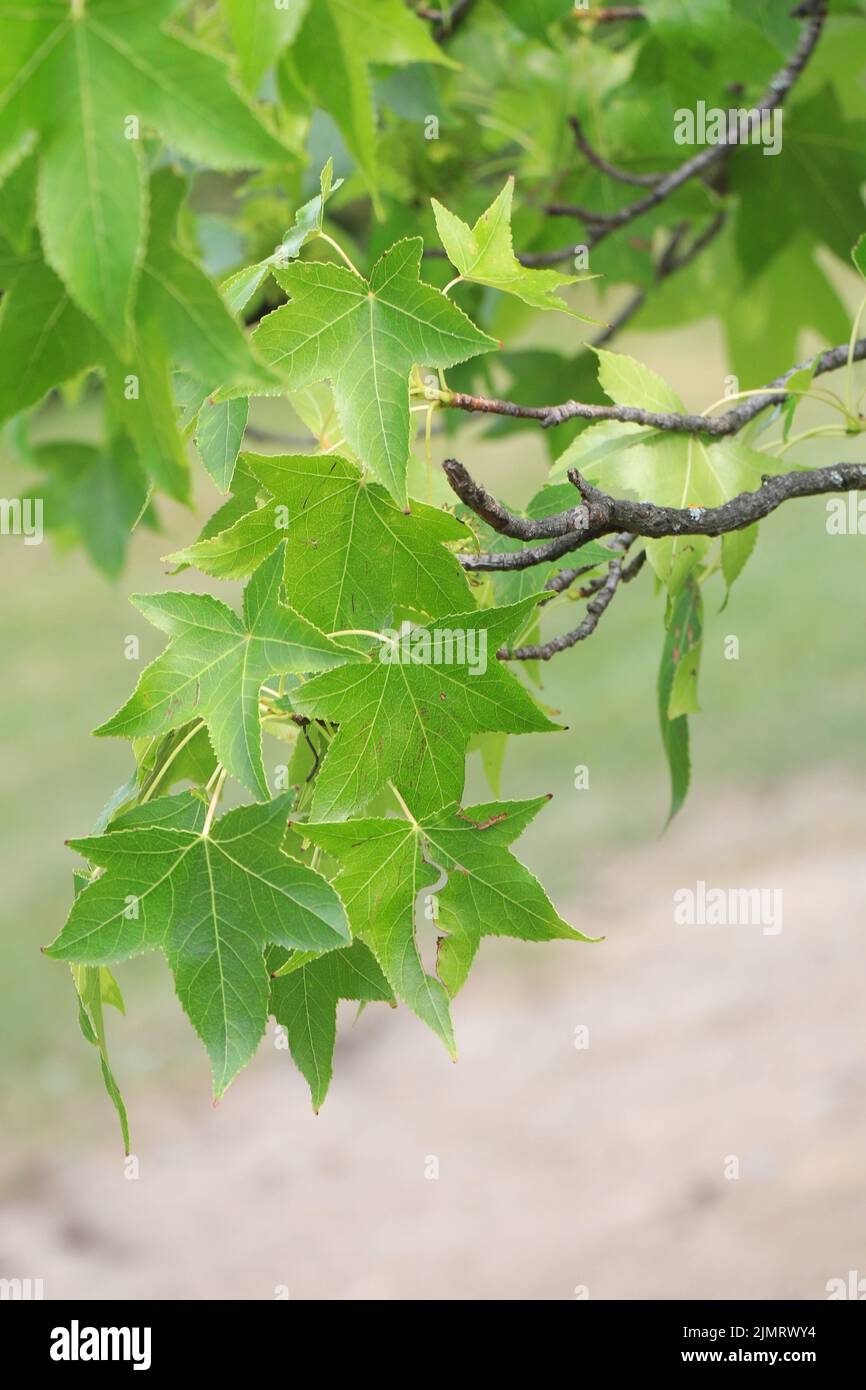 Zweige von amerikanischem Süßgummi oder Liquidambar Styraciflua Baum Stockfoto