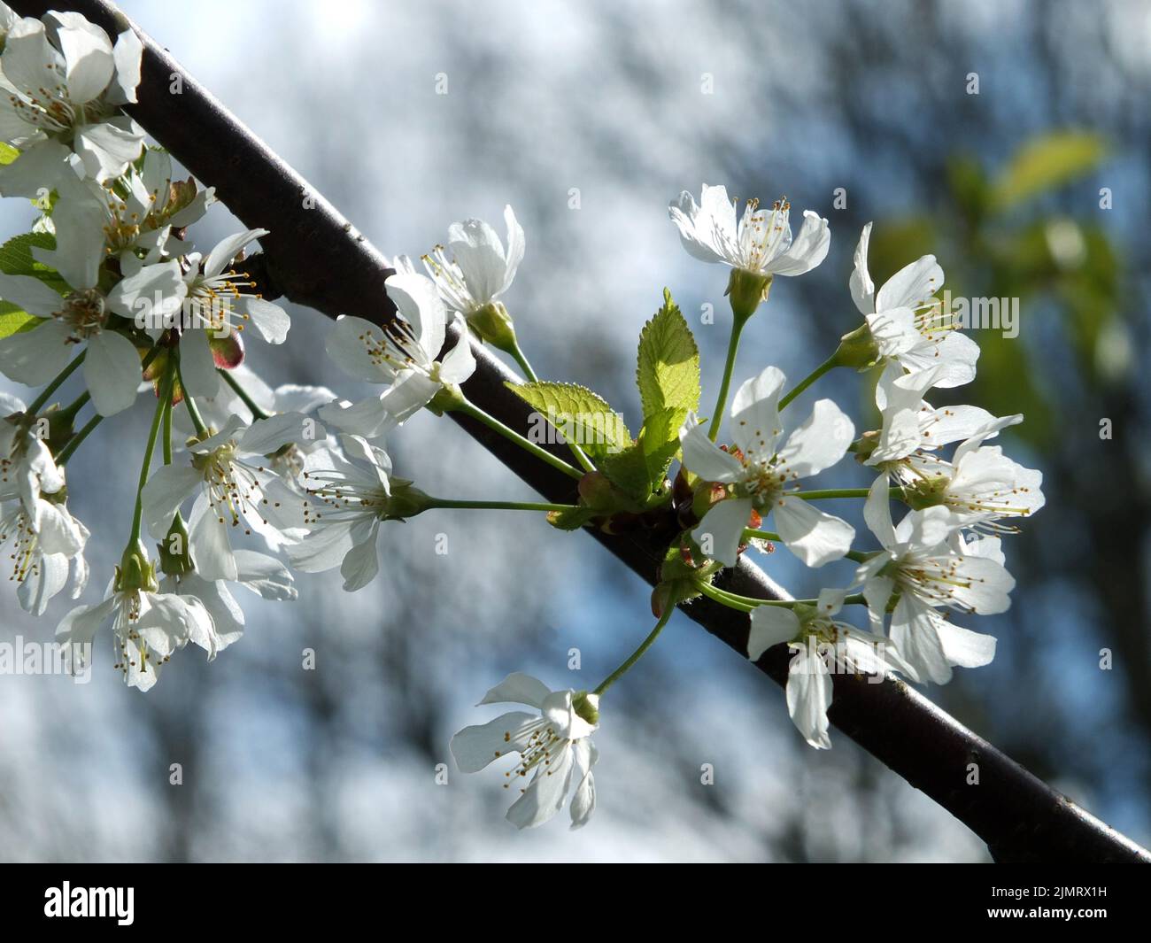 Nahaufnahme von weißen Kirschblüten, umgeben von Blättern mit verschwommenen Ästen und hellblauem Frühlingshimmel Stockfoto