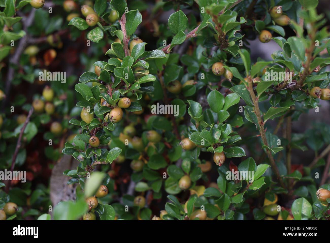 Zweige von Cotoneaster horizontalis mit Beere Stockfoto