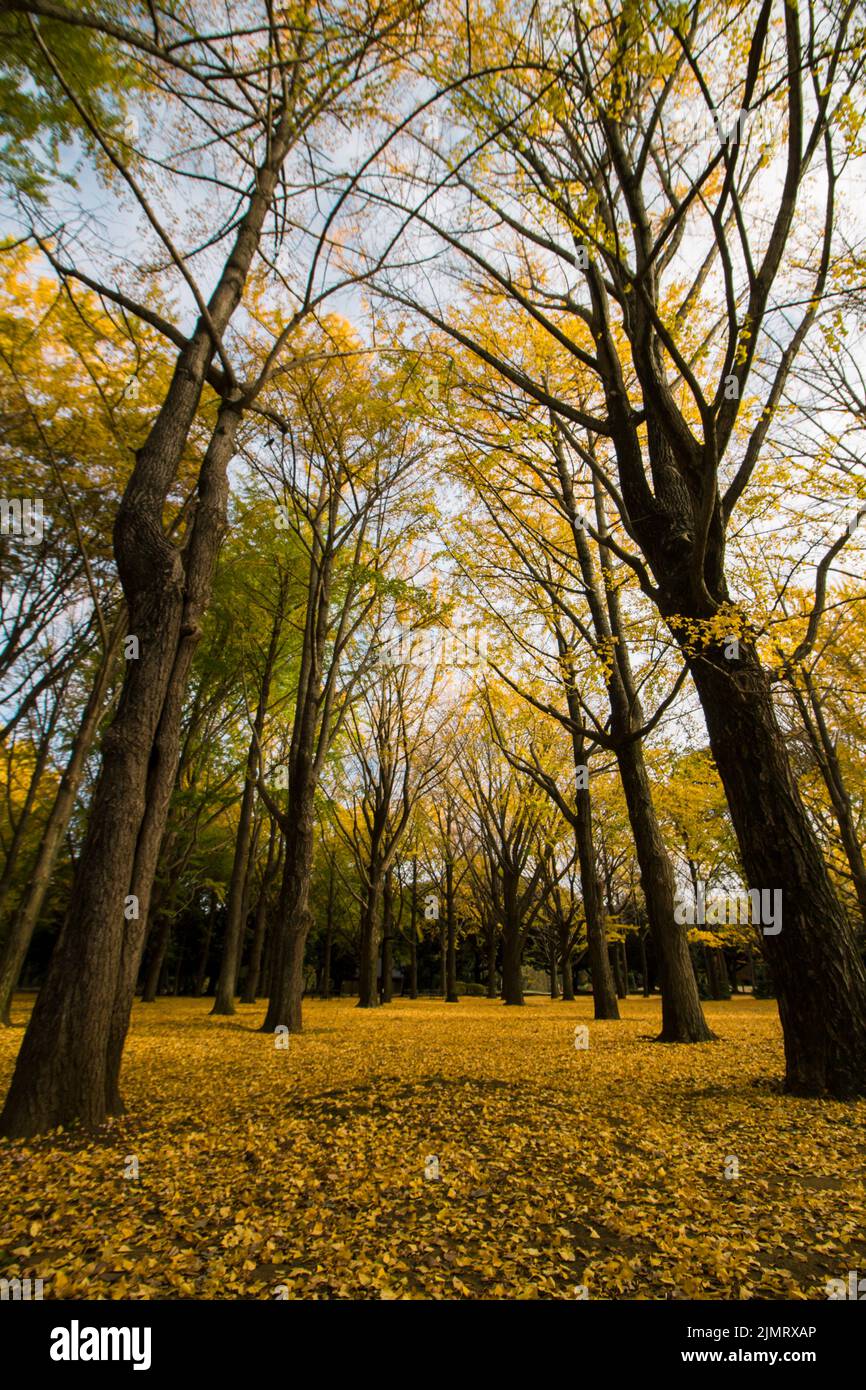 Herbst Yoyogi Park bedeckt mit gelb gefallenen Blättern, gesäumt von Ginkgo-Hainen Stockfoto