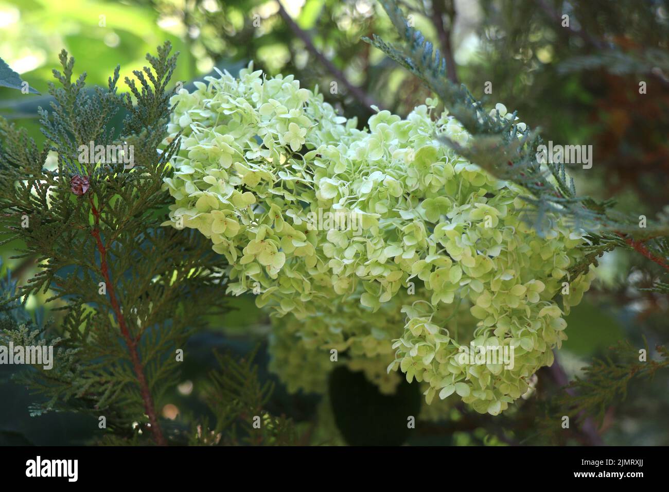 Blühende Pflanze Hydrangea arborescens in einem Garten Stockfoto