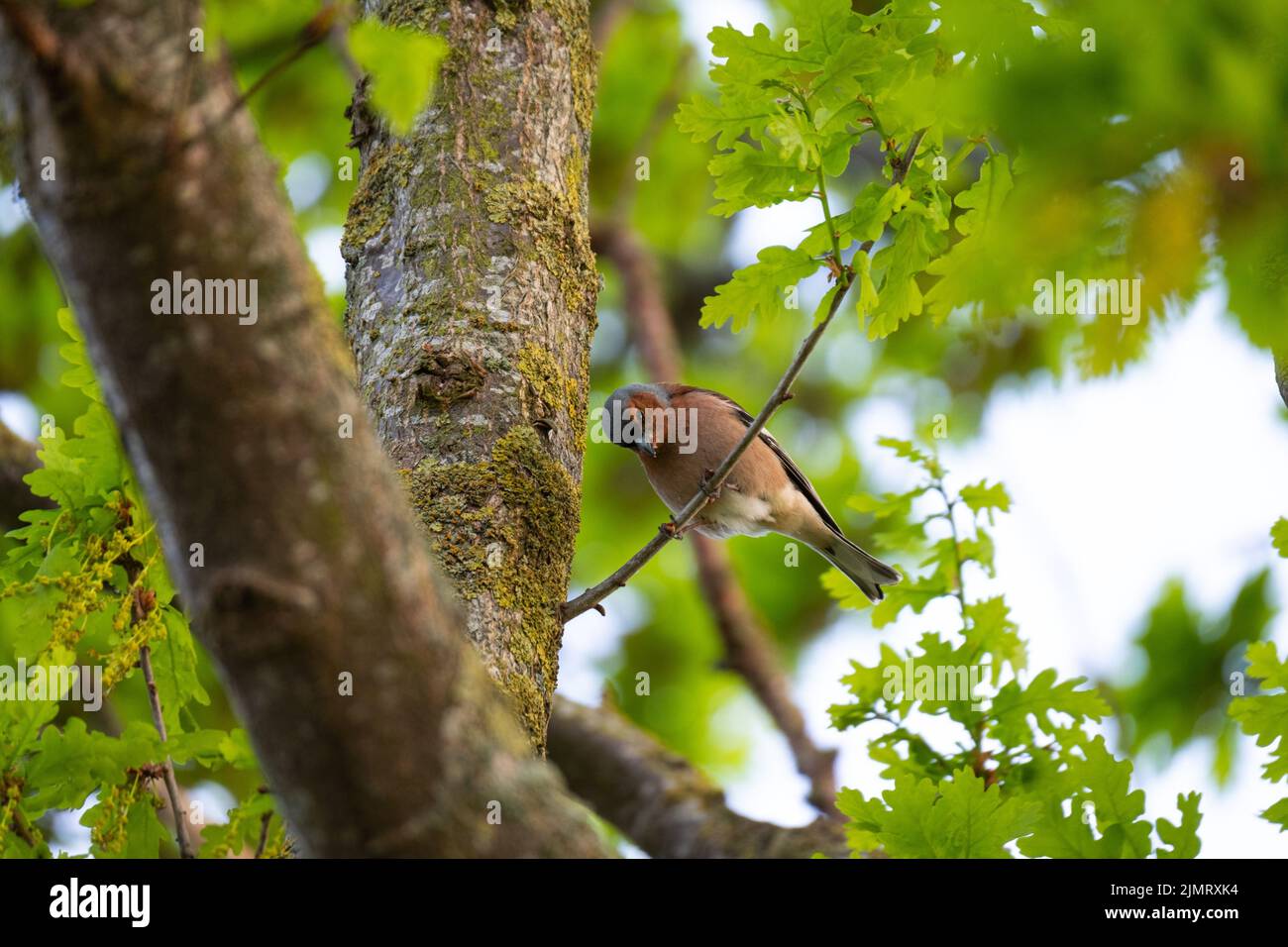Eine Aufnahme eines schönen Finkenvogels auf einem Ast Stockfoto