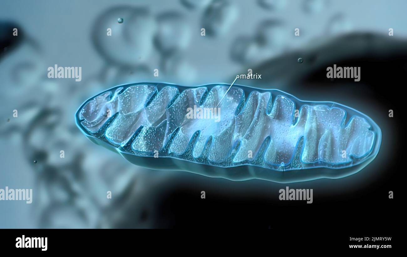 Organisation und Dynamik der menschlichen mitochondrialen DNA