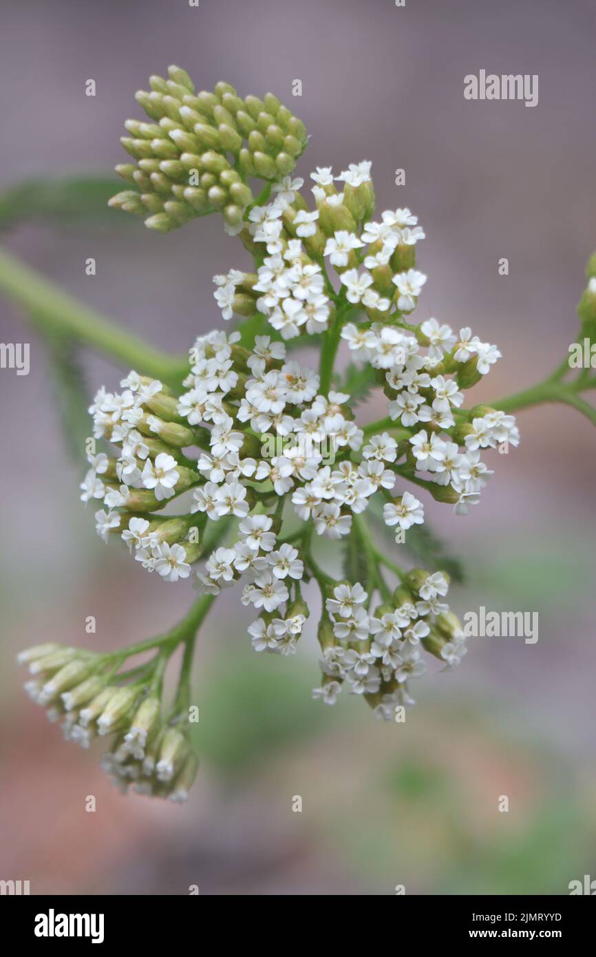 Blühender Kopf von Achillea millefolium Stockfoto