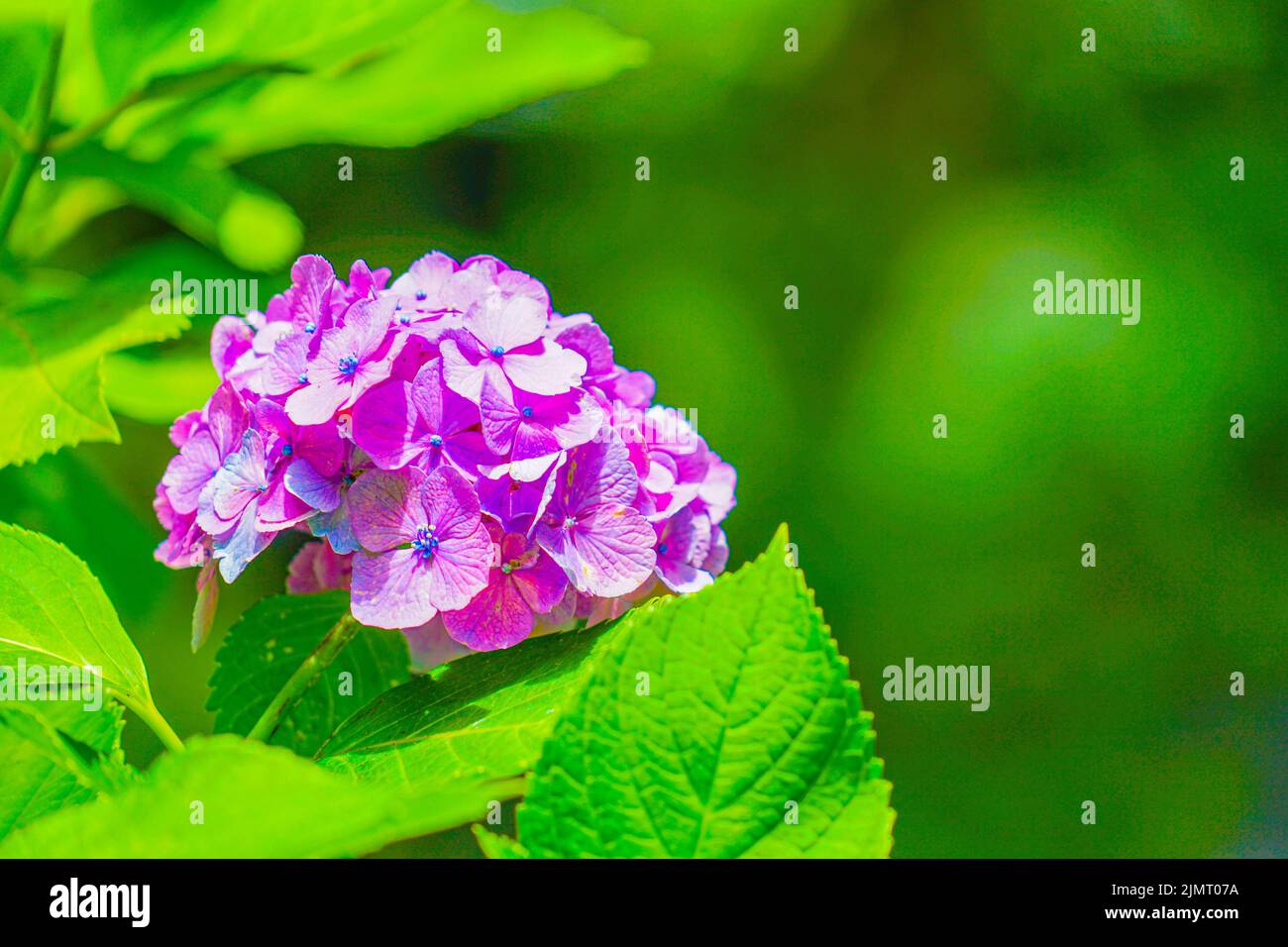 Hortensienbild im Juni Stockfoto