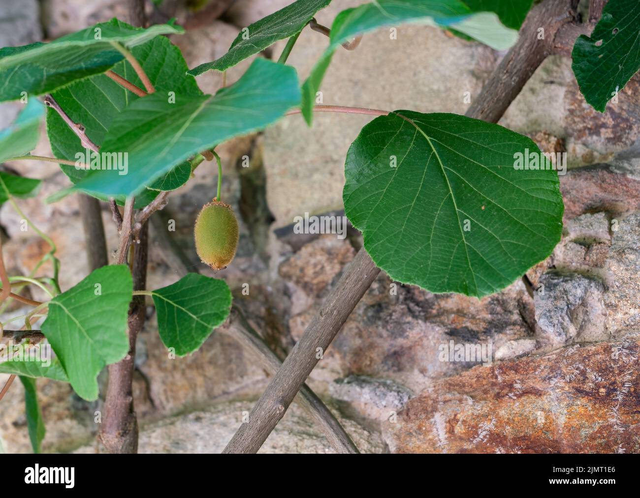 Detaillierte Nahaufnahme einer Kiwi-Femelle (Actinidia chinensis) Stockfoto