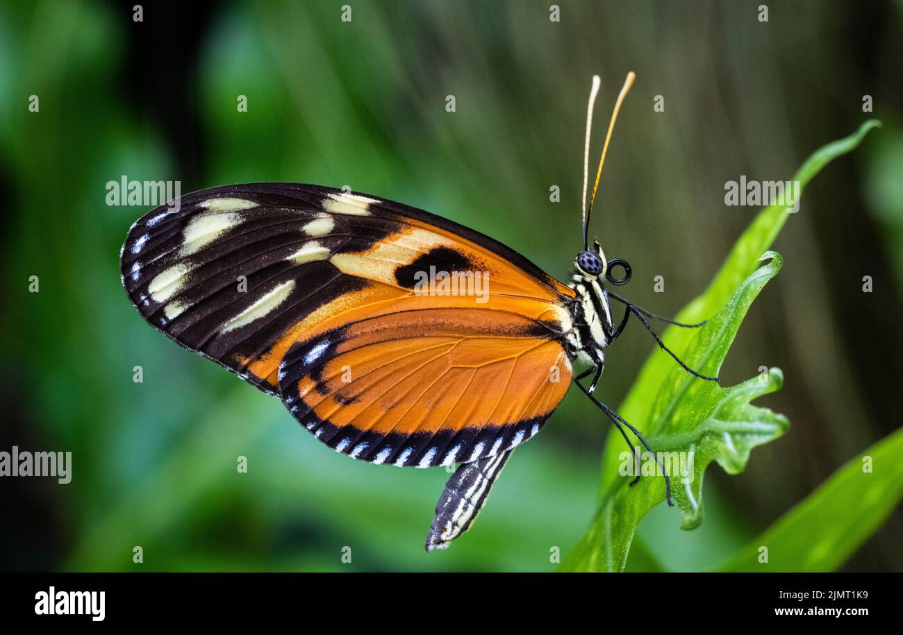 Tiger Longwing Schmetterling fliegt frei in einem Vivarium. Stockfoto