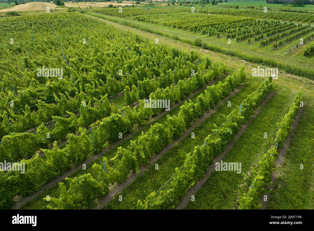 Luftaufnahme eines Weinbergs im St. Lawrence Valley, Quebec, Kanada Stockfoto