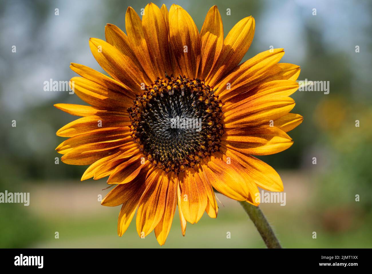 Nahaufnahme einer schönen Sonnenblume, die blüht. Stockfoto