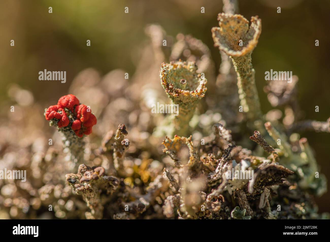 Pokal Flechtenarten Stockfoto