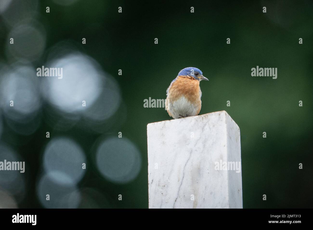 Schöne östliche Bluebird, die auf einem Grabstein auf einem Friedhof thront. Stockfoto