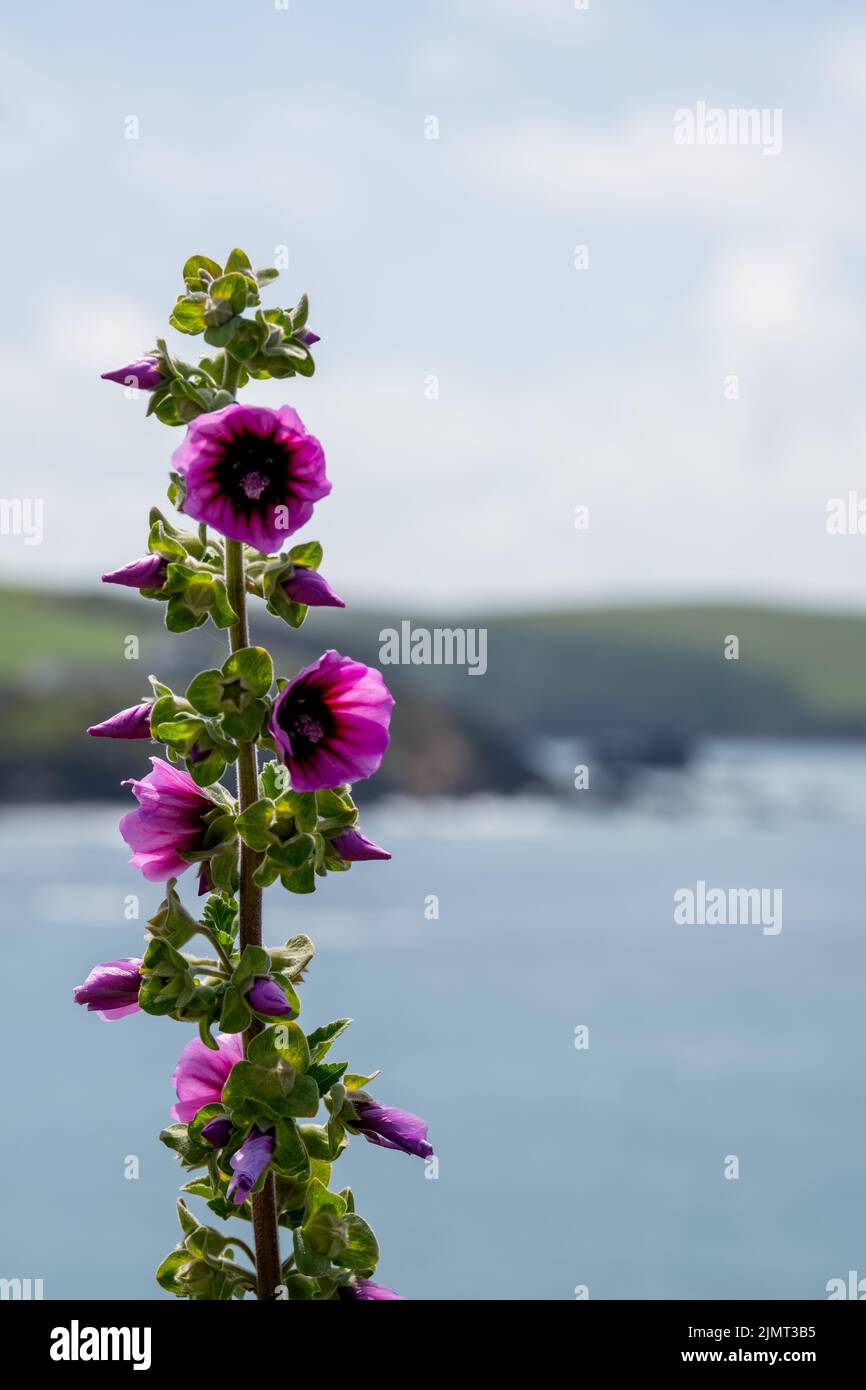 Wildrosafarbenes Hollyhock, das auf einer Klippe neben dem Strand von Thurlestone in Devon wächst Stockfoto