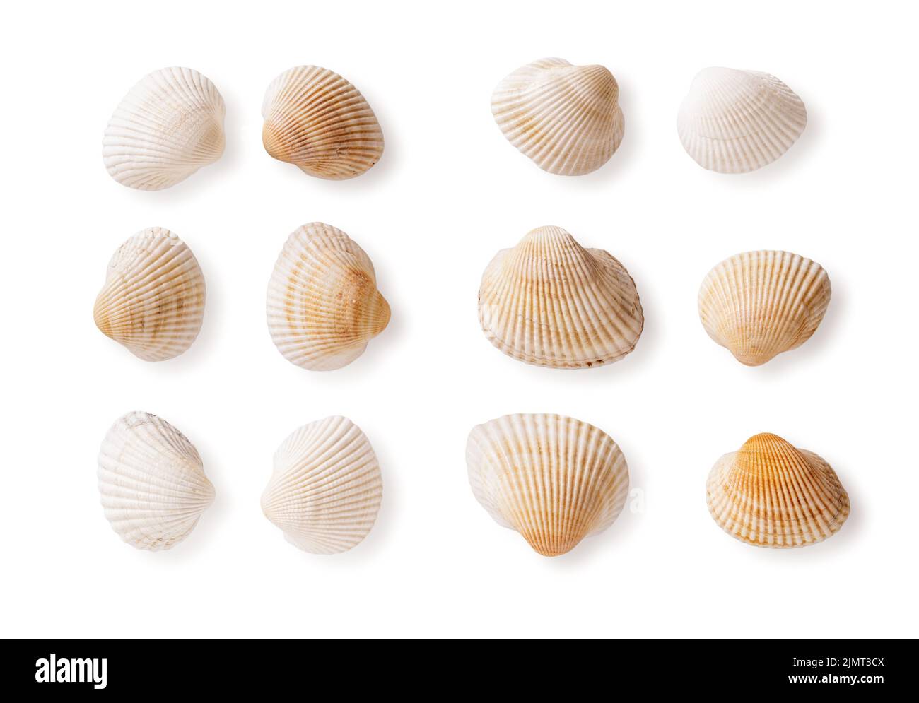 Satz von gemeinen Herzmuschelschalen, isoliert auf weißem Hintergrund. Leere Muscheln des Schwarzen Meeres Cerastoderma edule Ausschnitt. Muscheln für die Marine. Stockfoto