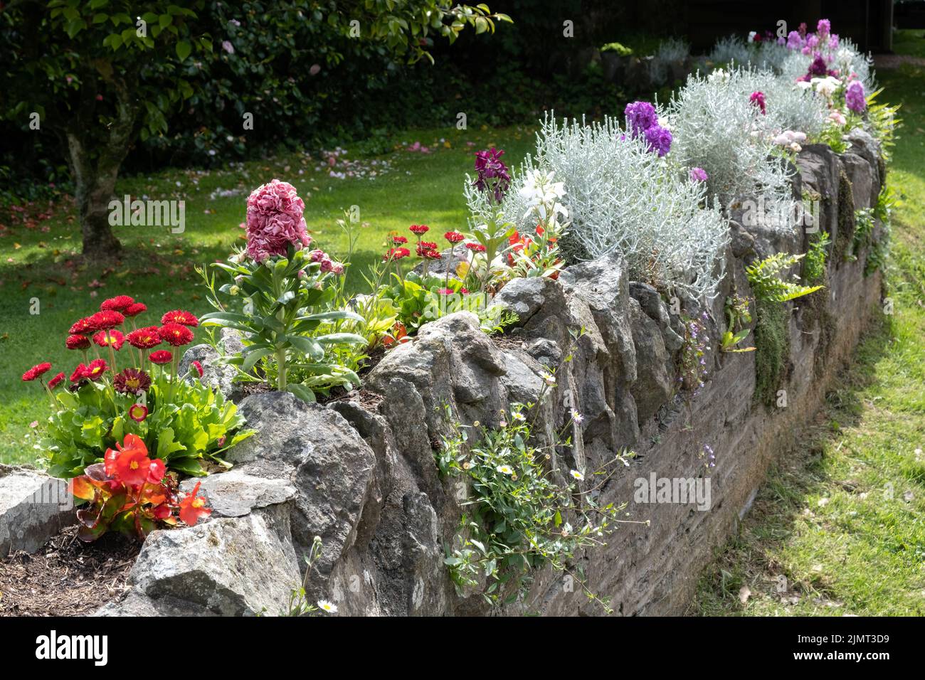 Verschiedene Blumen wachsen in einer Wand in Thurlestone Devon Stockfoto