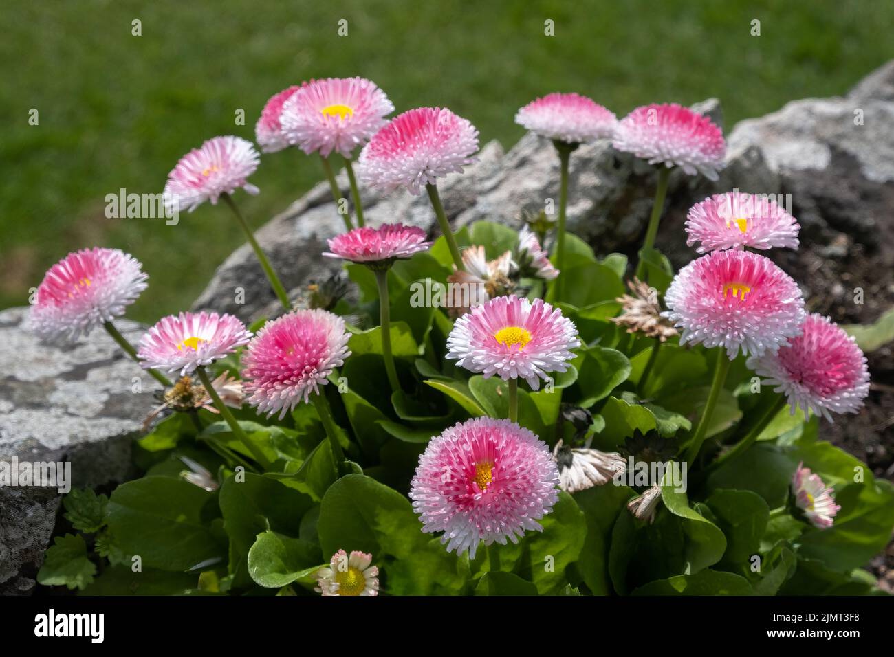 Seaside Daisy, Erigeron glaucus Ker GAWI, blühend in Thurlestone Devon Stockfoto