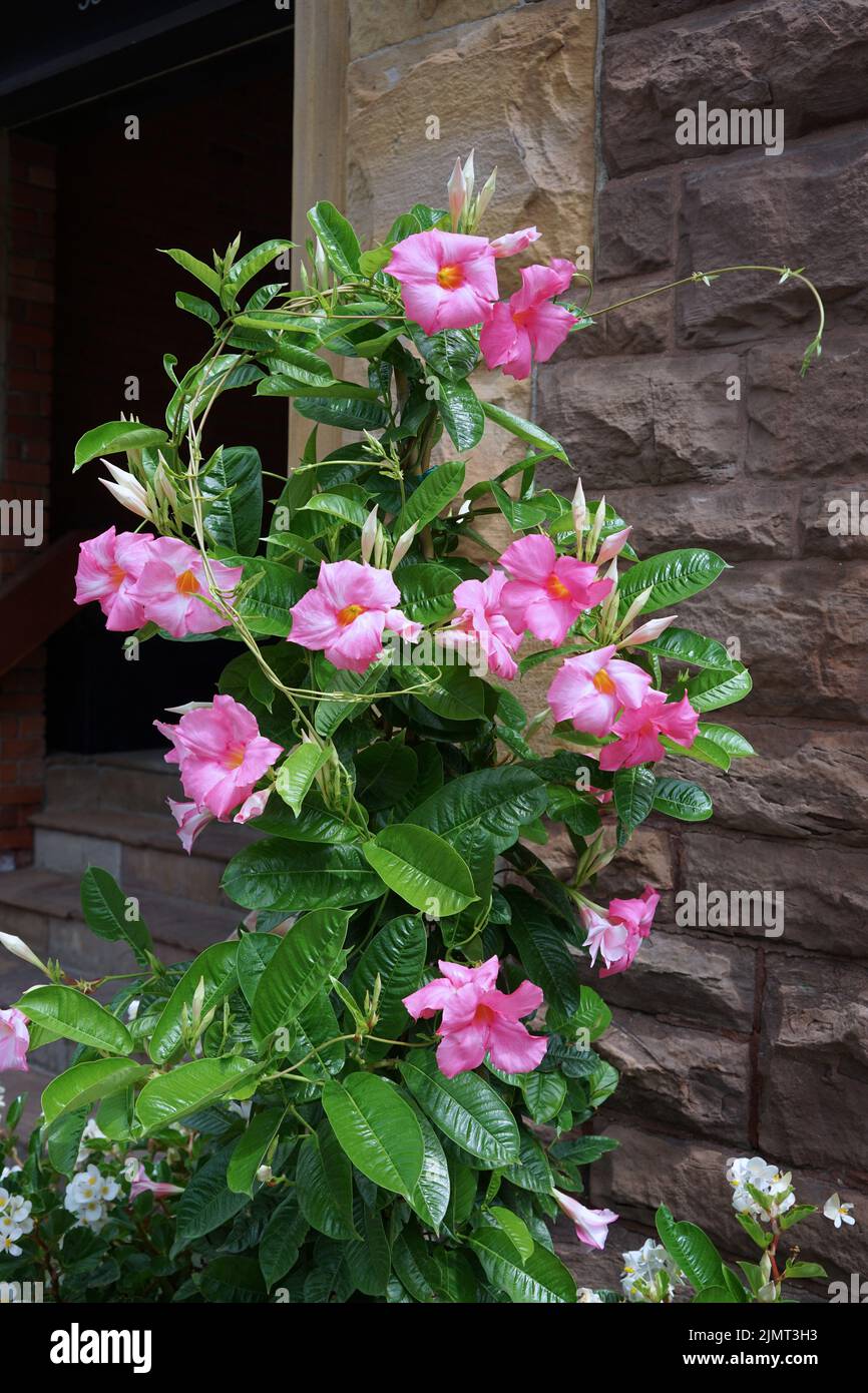 Brasilianischer Jasmin, eine schöne blühende Weinpflanze, auch bekannt als Mandevilla Stockfoto