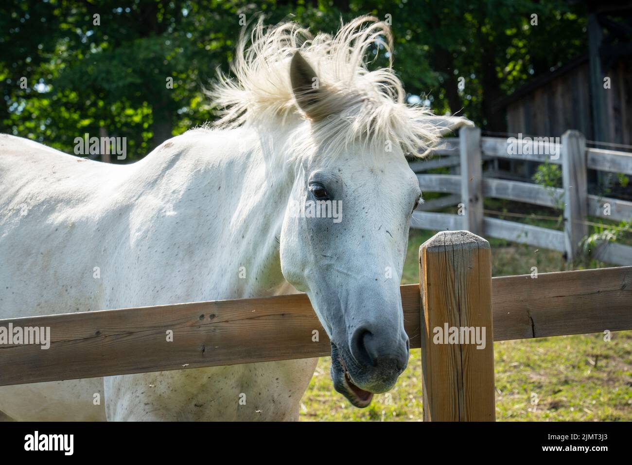Weißes Pferd Porträt mit schöner Mähne Stockfoto