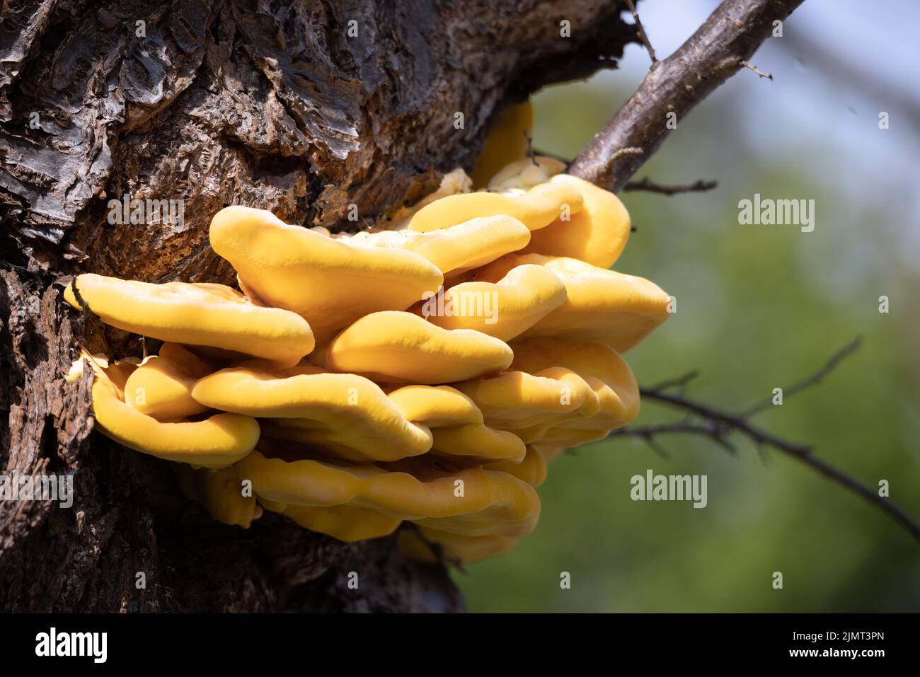 Laetiporus sulfureus Bracket Pilz wächst auf einem Baum im Frühling Stockfoto