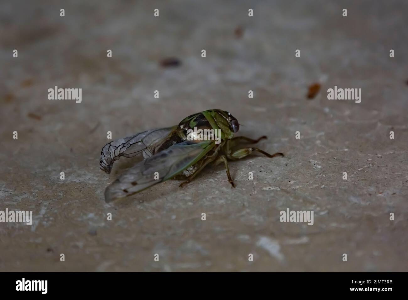 Single resh Cicada (Megatibien resh) auf einem Zementboden Stockfoto