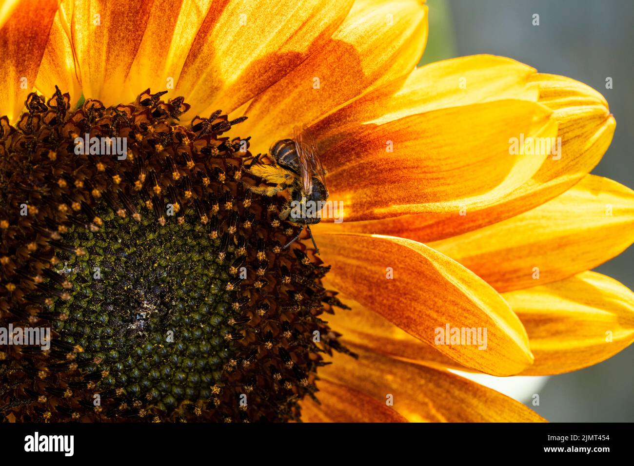 Nahaufnahme einer Honigbiene, die eine wunderschöne, blühende Sonnenblume bestäubt. Stockfoto