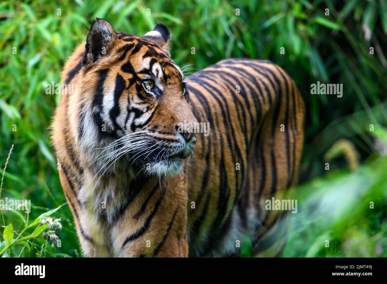 Nahaufnahme eines Sumatra-Tigers im Dschungel Stockfoto