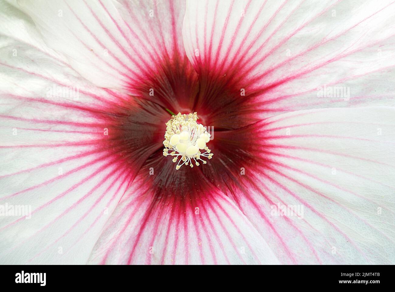 Dunkelrosa Hibiskusblüte auf hellem Hintergrund Stockfoto