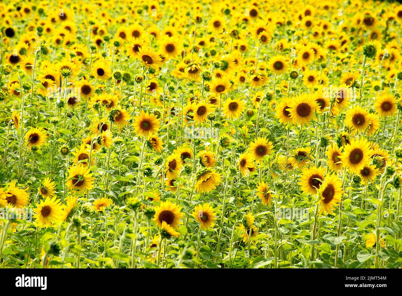 Leuchtend gelbe Sonnenblumenfelder in einem ländlichen Michigan-Feld Stockfoto