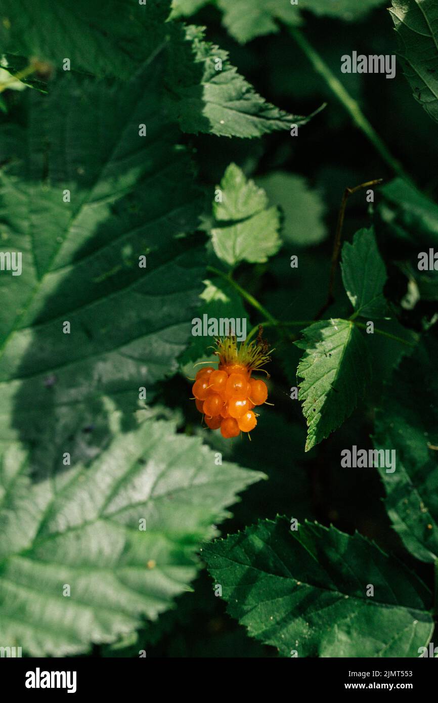 Eine einzelne goldorange Salmonbeere (Rubus spectabilis) auf Bramblestrauch im Wald Stockfoto