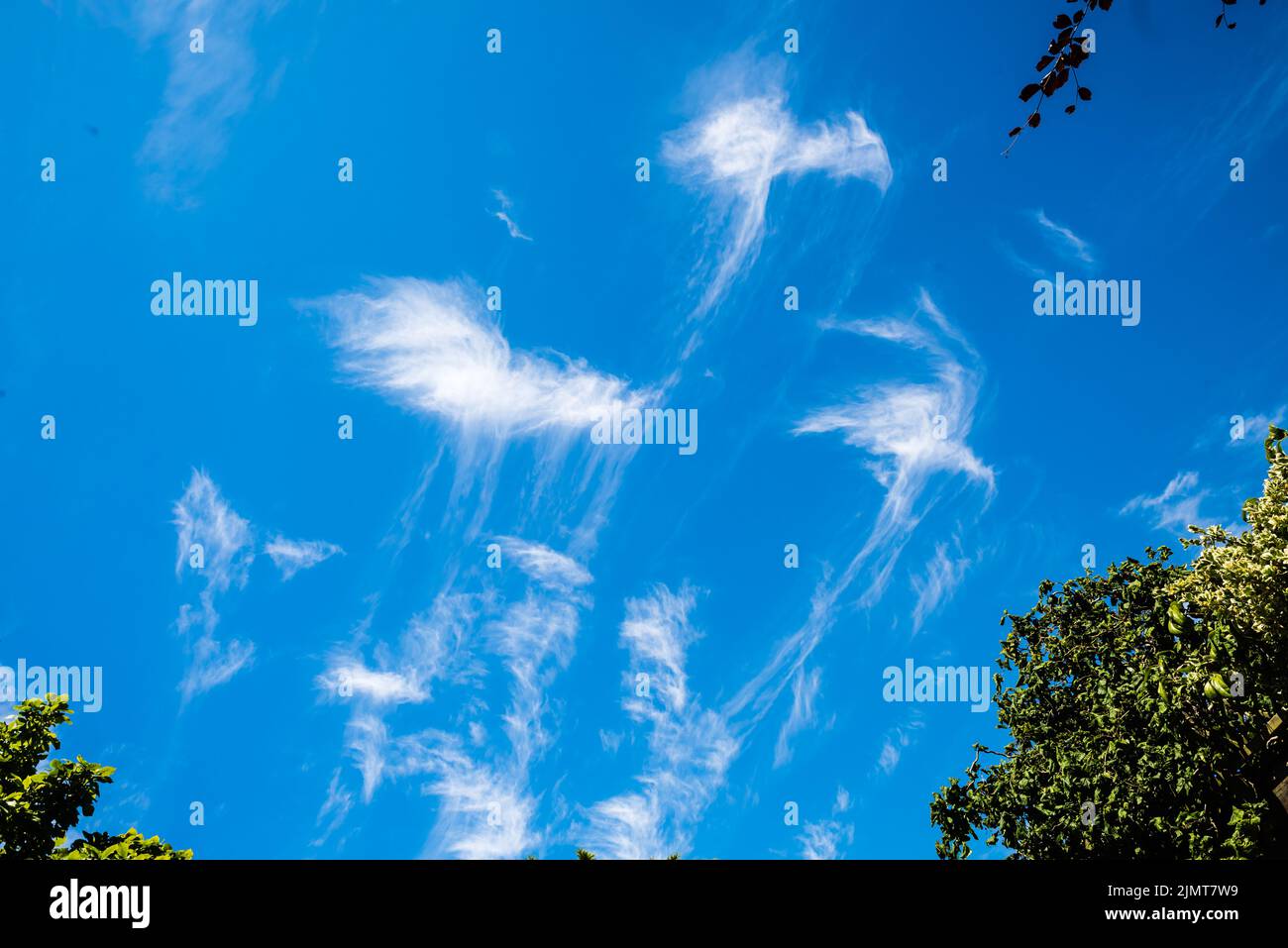 Eine Formation von Cirrus-Wolken, die über den Himmel von Devon huchen. Stockfoto