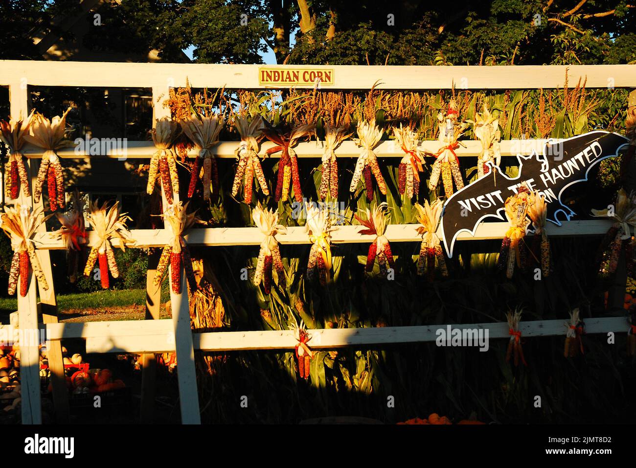 An einem sonnigen Herbsttag steht Indian Corn im Herbst auf einer Farm am Straßenrand auf Long Island zum Verkauf Stockfoto