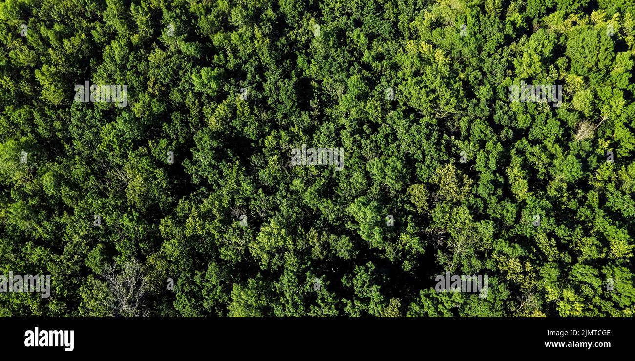 Ein Blick auf einen natürlichen wisconsin Wald während der Sommersaison Stockfoto