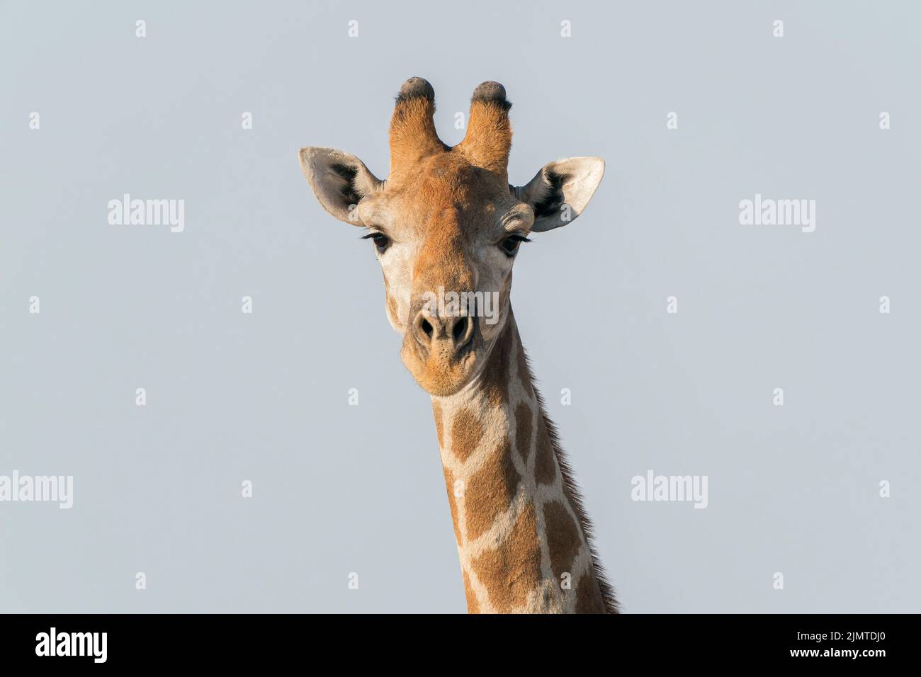 Südliche Giraffe, Giraffa Giraffa, Nahaufnahme des Kopfes eines einzelnen Tieres, Etosha National Park, Namibia Stockfoto