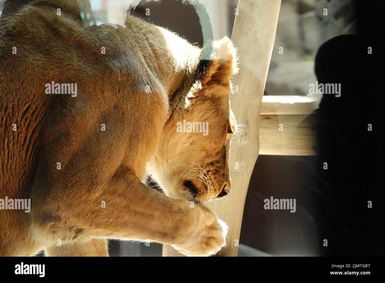 Eine Nahaufnahme einer Löwin, die im Zoo Granby ihre eigenen Pfoten kratzt Stockfoto