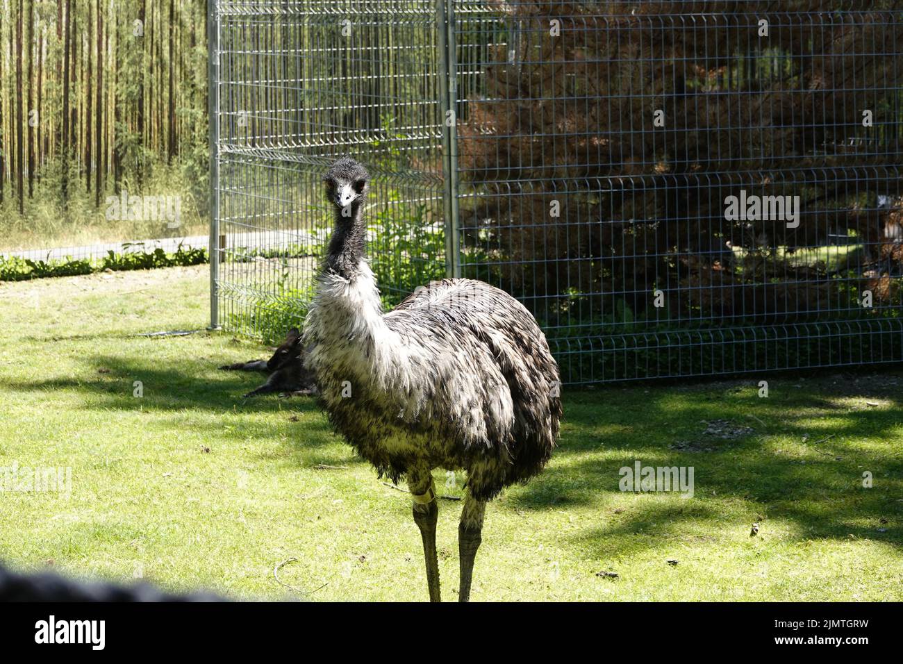 Der Emu-Vogel, der im Zoo Granby auf Gras steht, mit einem Käfig im Hintergrund Stockfoto