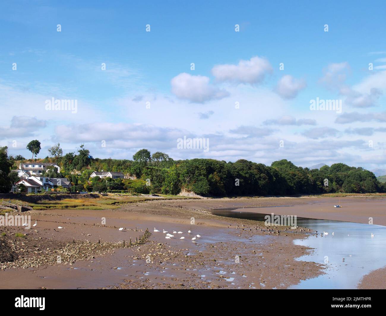 Bei Ebbe bietet sich im Sommer ein schöner Blick auf den Strand von ulverston in cumbria mit Häusern und Bäumen am Ufer und Schwanen im Sand Stockfoto