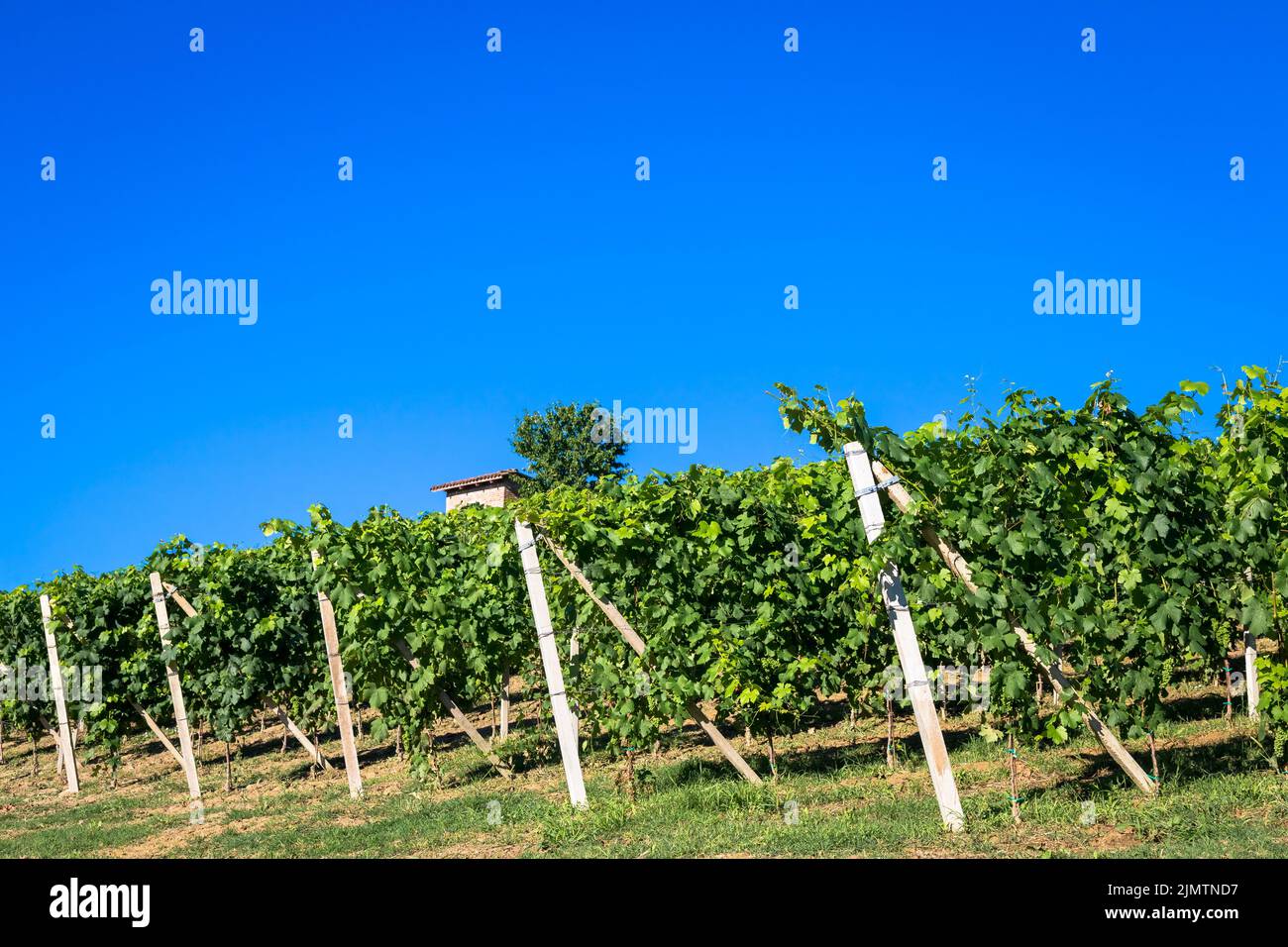 Piemont Hügel in Italien mit landschaftlich reizvoller Landschaft, Weinbergfeld und blauem Himmel Stockfoto