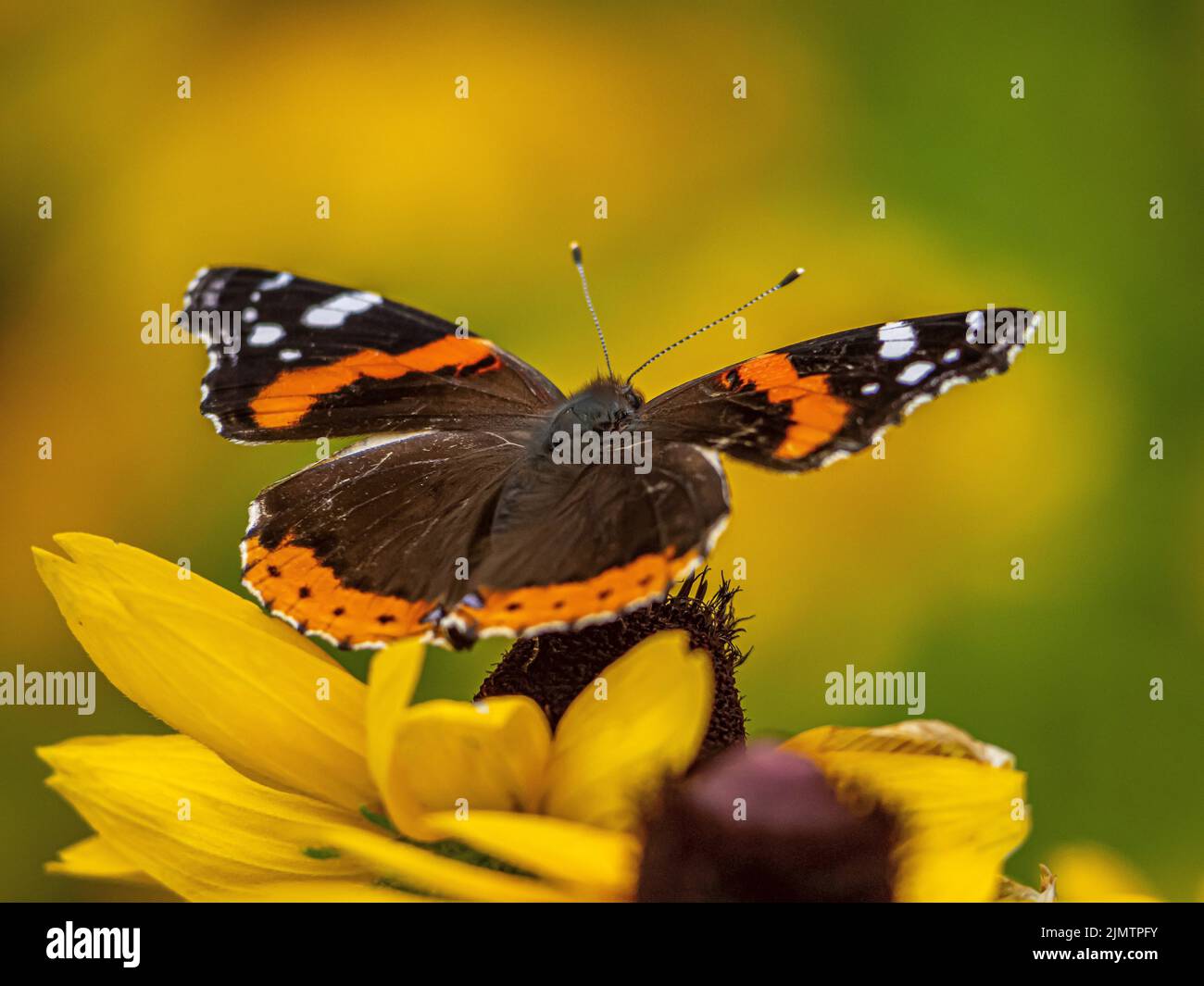 Vanessa atalanta, der rote Admiral, ist ein mittelgroßer Schmetterling mit schwarzen Flügeln, orangefarbenen Bändern und weißen Flecken. Stockfoto