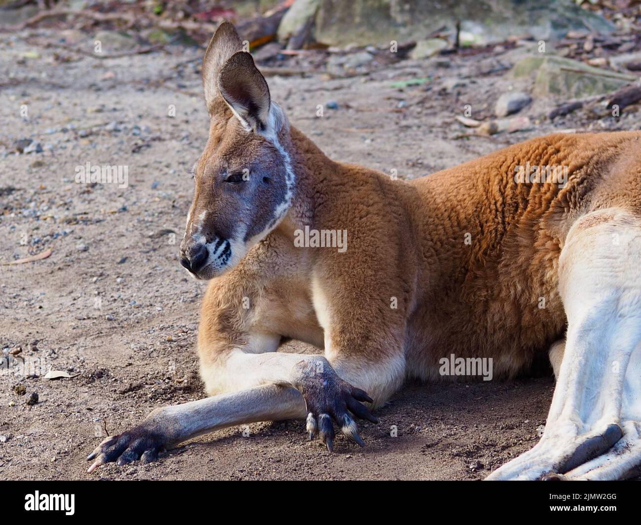 Lockerer, nonchalanter Rüde Red Känguru in einer ruhigen und entspannten Haltung. Stockfoto