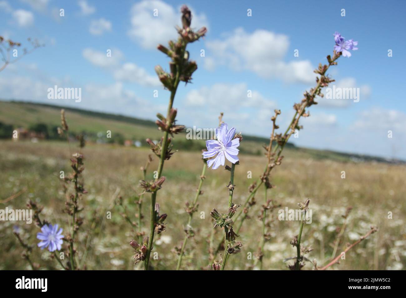 Die wilde Zichorie auf dem Feld, die Ukraine Stockfoto