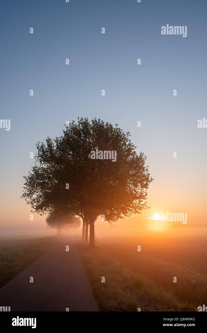 Frühling malerische Landschaft mit einem Baum auf Blumen oder Bauernhof Feld mit tiefen Sonne im Hintergrund an einem nebligen Morgen Stockfoto