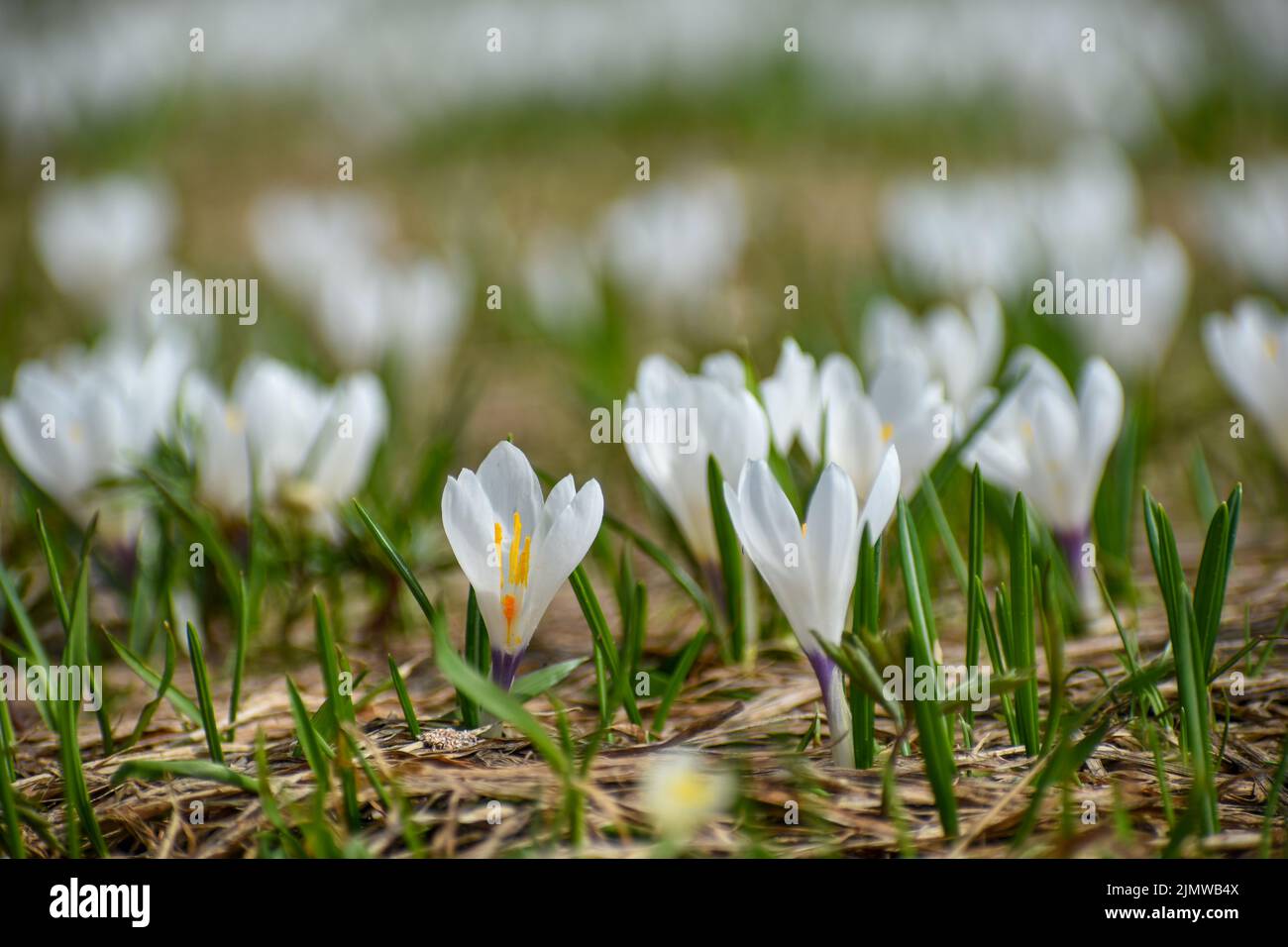 Schöner Frühlingscrocus, oder Riesencrocus (Crocus vernus) im Frühling in den alpen Stockfoto
