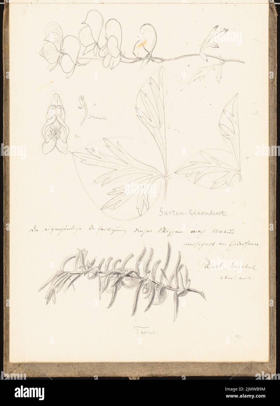 Michel Paul sen. (1877-1938), Skizzenbuch. 1899 (1898-1898): Pflanzenstudien. Bleistift auf Papier, 25,2 x 18,6 cm (inklusive Scankanten) Michel Paul sen. (1877-1938): Skizzenbuch. 1899 Stockfoto