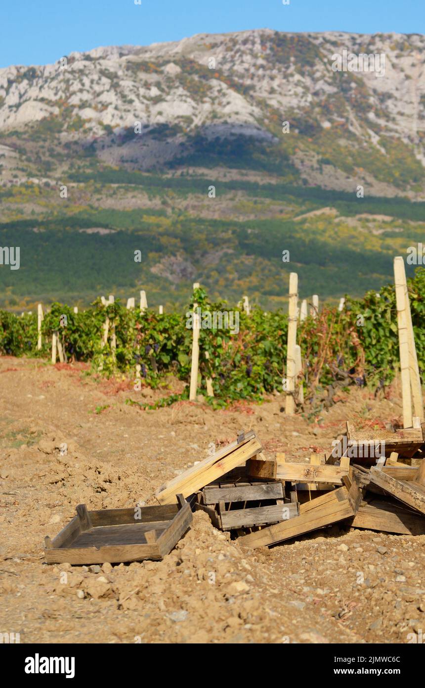 Weinlese Stockfoto