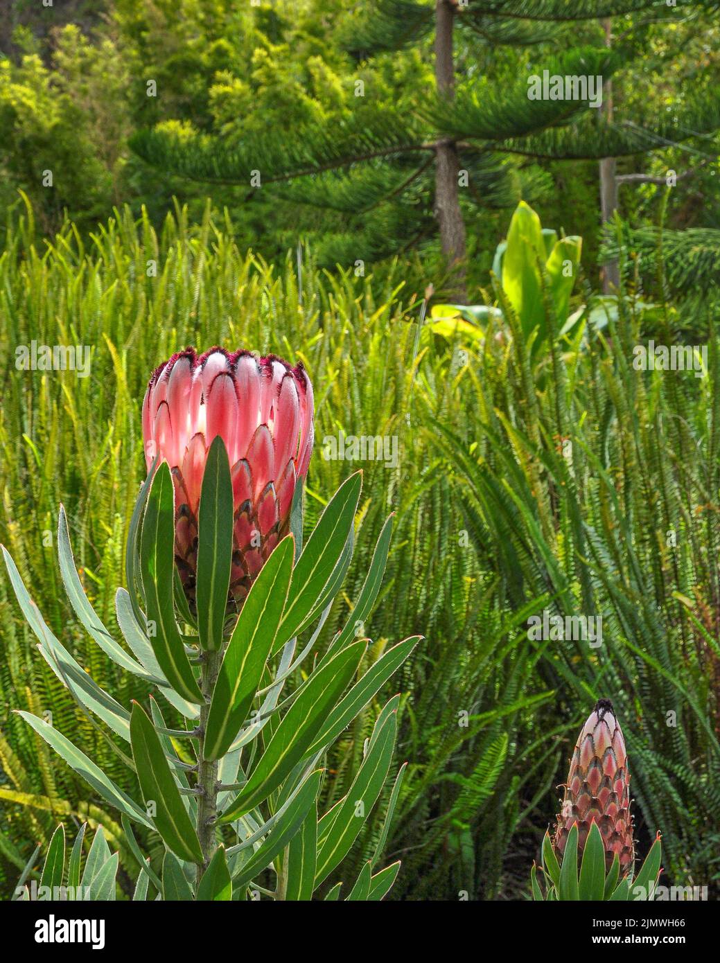 Kula, Maui zwei rosa Proteas auf einem Feld Stockfoto