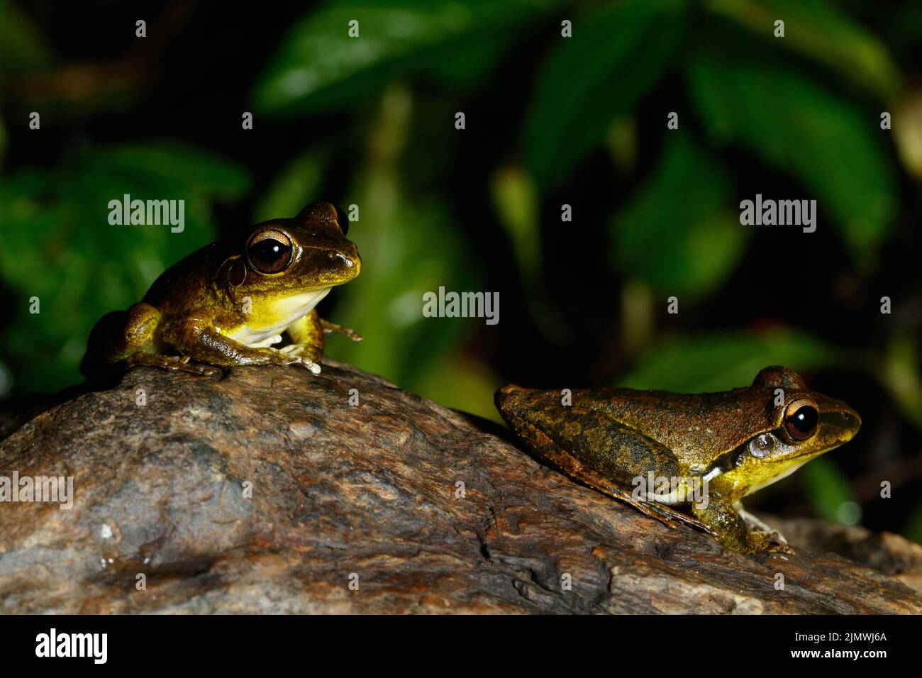 Eastern Stony Creek Frog (Litoria wilcoxii), der auf einem Felsen im Vorstadtstrom Kedron Brook, Queensland, Australien, ruht Stockfoto