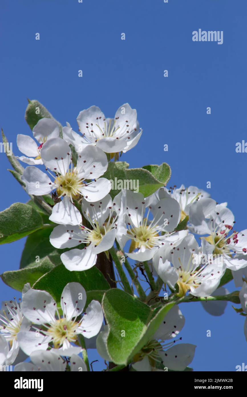 Birnenblüten auf blauem Himmel Hintergrund. Frühjahrsblüte von Obstbäumen. Stockfoto